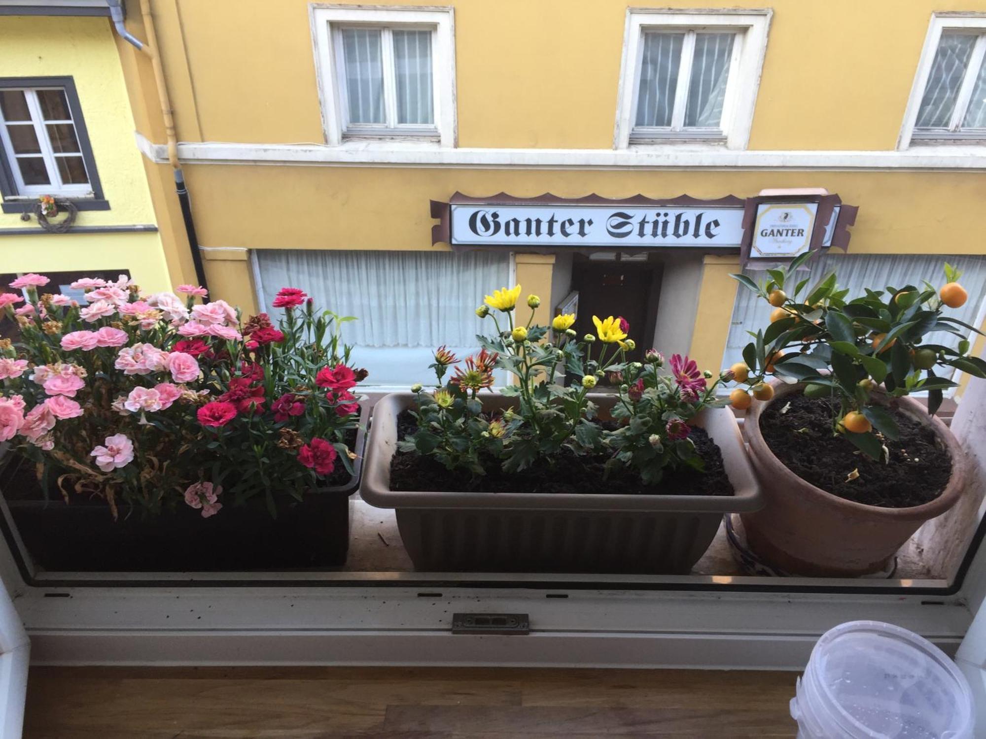 Homestay Waldshut-Tiengen Exteriör bild